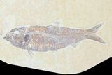 Two Detailed Knightia Fossil Fish - Wyoming #75960-2